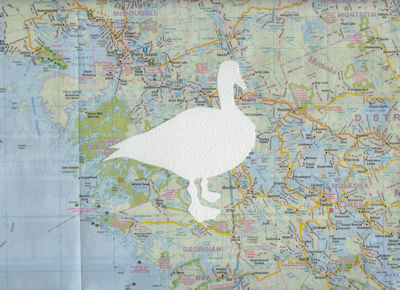 Canada Goose, a silhouette removed from the map of Muskoka Ontario